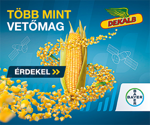 Dekalb kukorica vetőmag